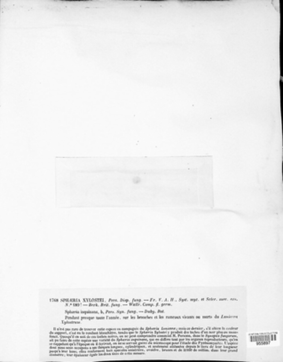 Paraxylaria image